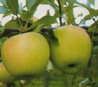 golden delicious alma